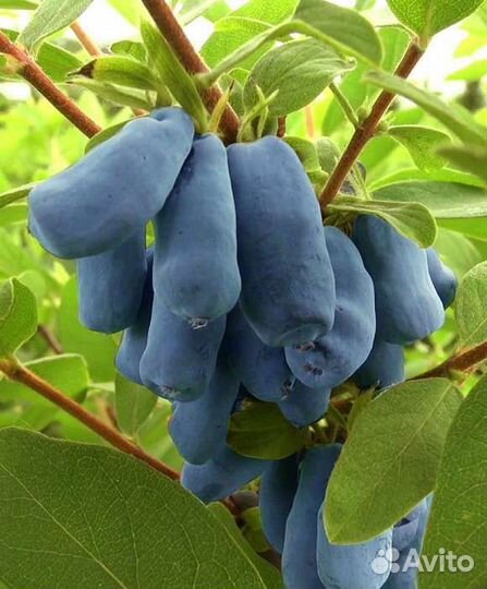 Жимолость Войтек