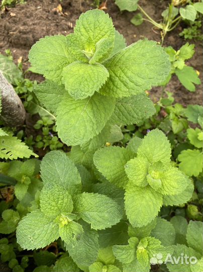 Мята Душистая и Длиннолистная