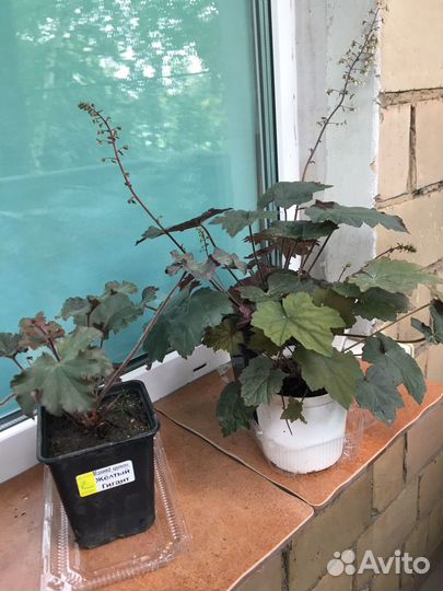 Гейхера двух сортов