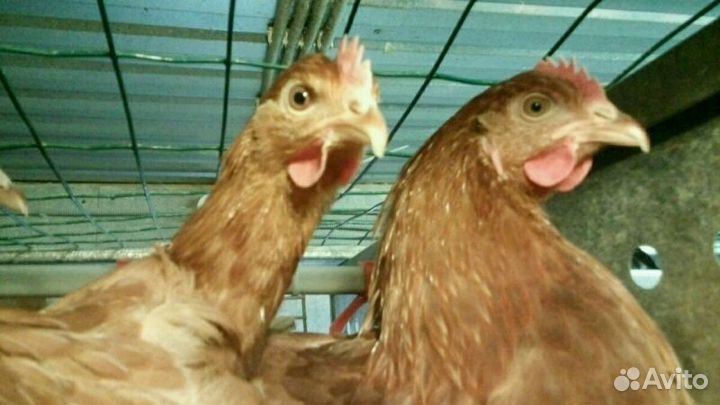 Инкубац. яйцо несушки Ломан Браун