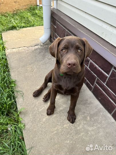Лабрадор ретривер шоколадный