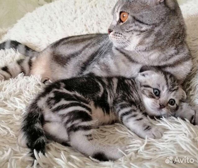 Котик на вязку