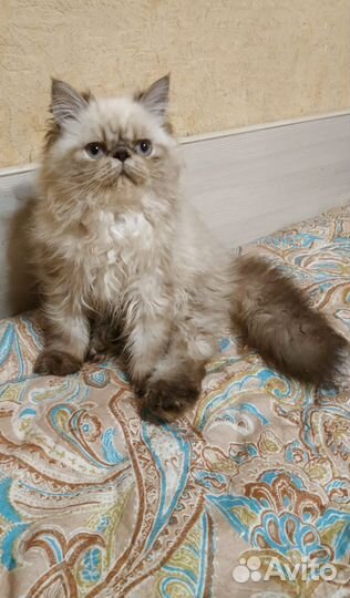 Персидские котята
