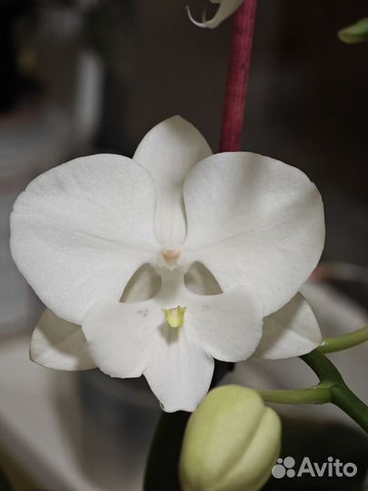 Орхидея фаленопсис биг лип