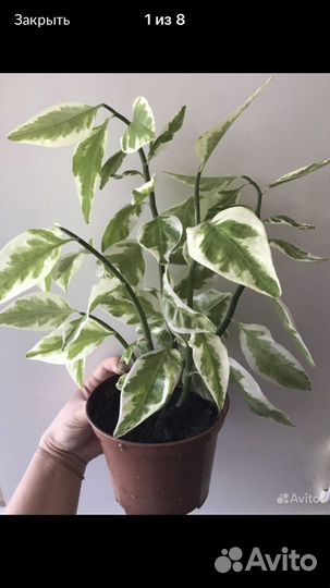 Педилантус