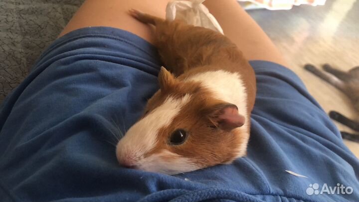 Передержка собак и грызунов и птиц