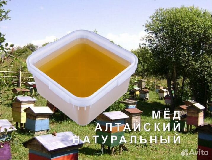 Мёд натуральный из Алтая опт