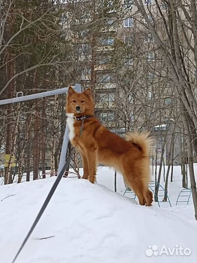 Собака для вязки