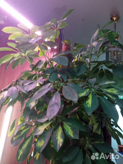 Комнатные растения аглаонема, антуриум и другие