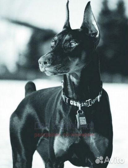 Алмазная мозаика 40x50 Грозный черный пёс