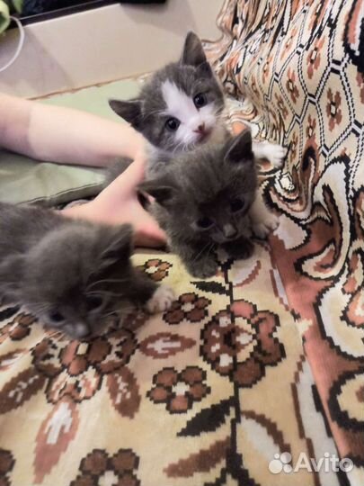 Котята от кошки крысоловки