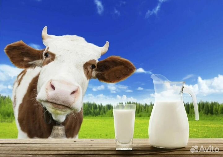 Молоко коровье