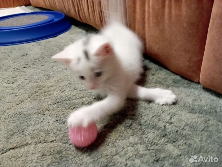 Кошка турецкая ангора и 1 котёнок в добрые руки