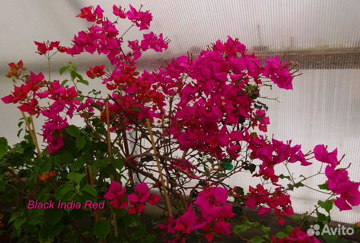 Бугенвиллия взрослая и детки
