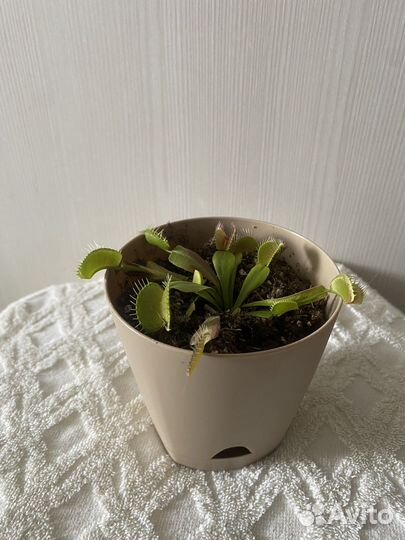 Венерина мухоловка (Дионея Мусципула)