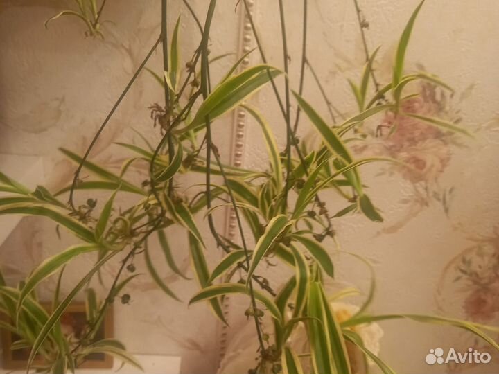 Хлорофитум с детками