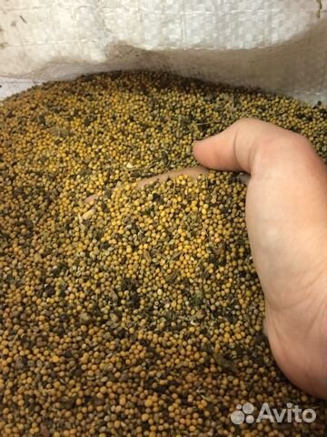 Горчица сидерат эконом