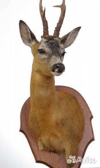 Таксидермия, изготовление чучел, качество