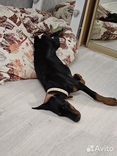 Девочка добермана 4, 5мес. продам
