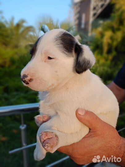 Мальчик в добрые руки отдам бесплатно
