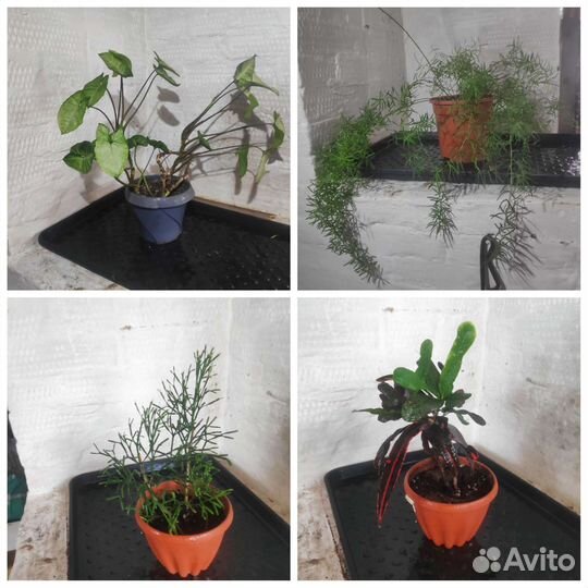 Кодиеум кротон фикус эписция цветы комнатные расте