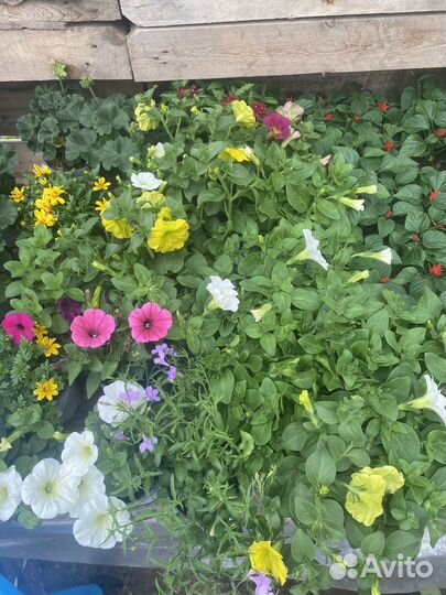 Рассада растений