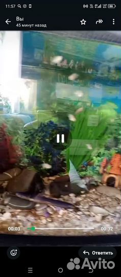 Рыбы попугай