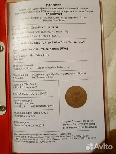 Чистокровная кобыла