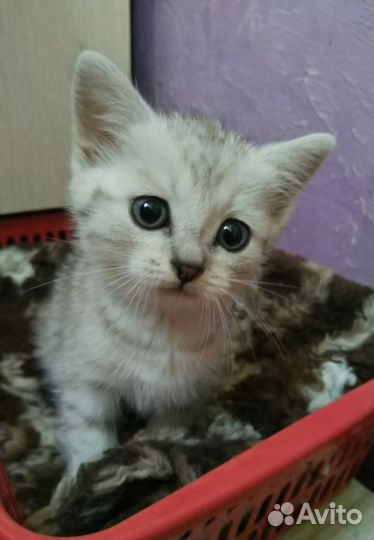 Котенка в хорошие руки