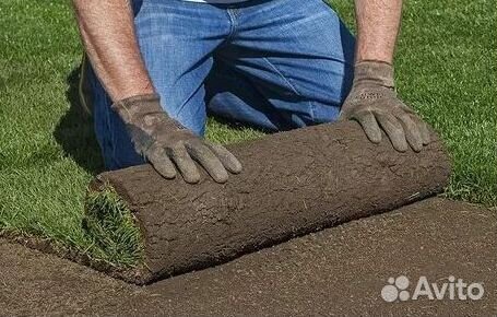 Укладка Рулонного газона