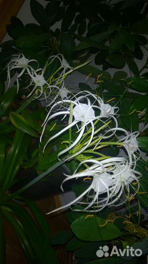 Комнатные растения