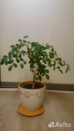 Домашние растения, Мурайя