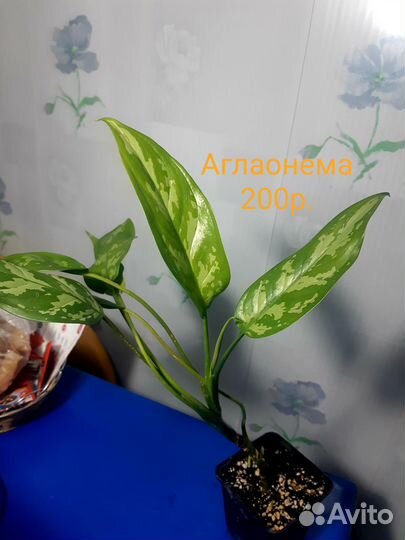 Аглаонема. Комнатные растения. Цветы домашние