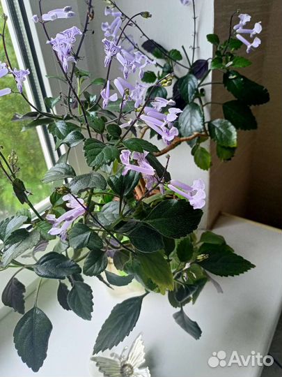 Плектрантус