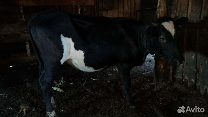 Бычки телачки