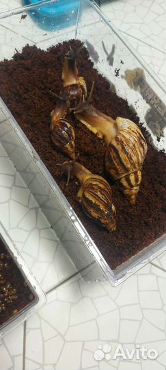 Улитки ахатины и улитята