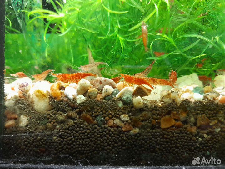 Креветка Вишня Cherry