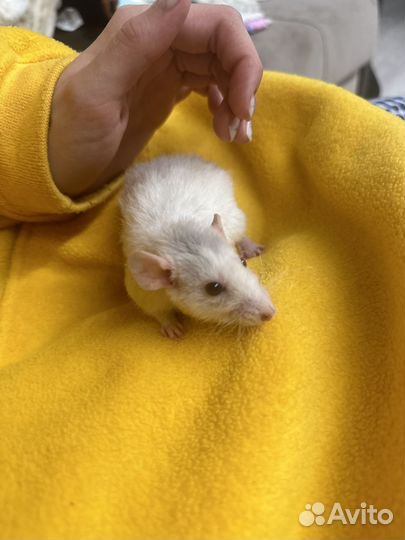 Крыса дамбо