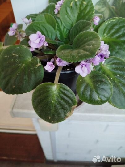 Фиалка фиолетовая нежная