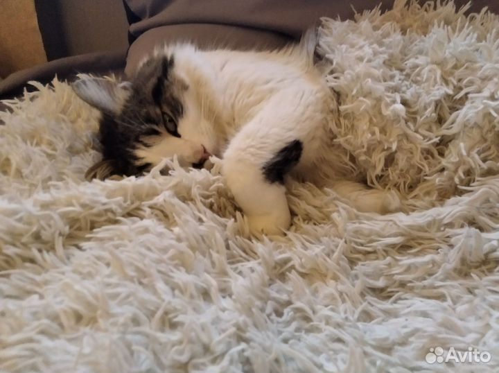 Кот 1 год