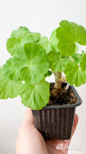 Пеларгония