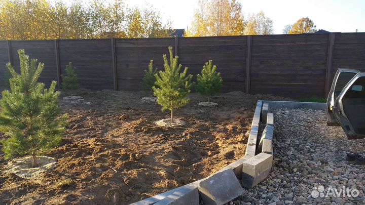 Сосны с комом для зелёной изгороди 0.5-1.5 мет