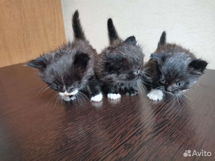 Британские котята