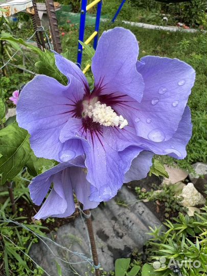 Гибискус садовый