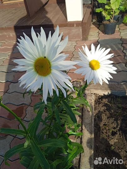 Ромашка, монарда красная, флоксы