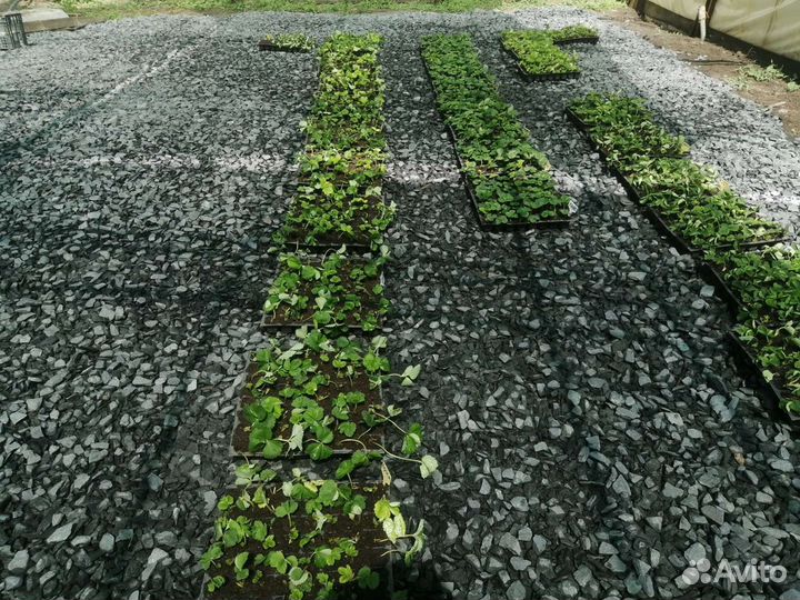 Рассада клубники