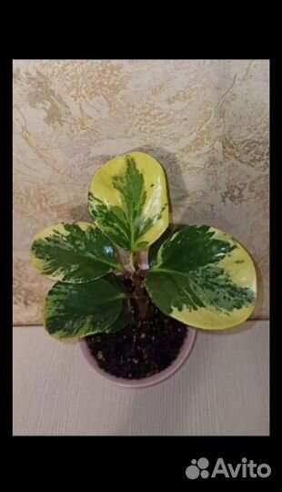 Пеперомии вариегатные, Хойя, Колерии