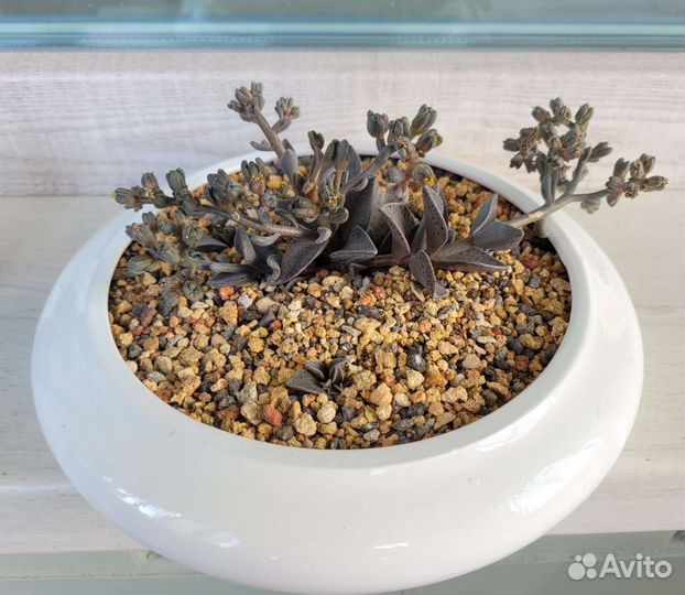 Ленофиллум гуттатум Lenophyllum guttatum