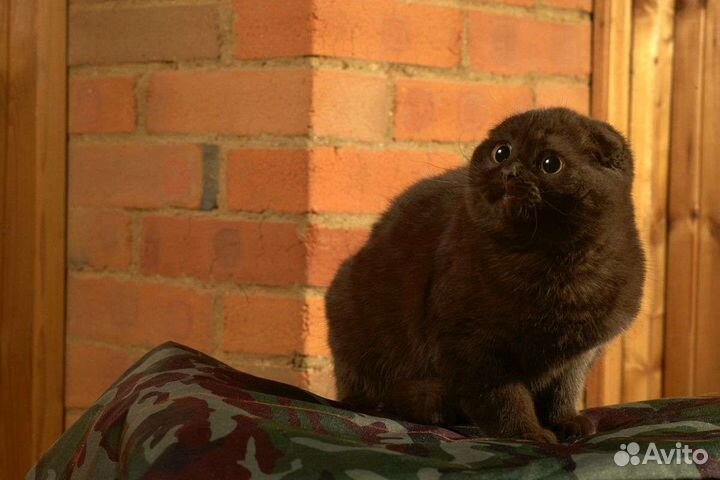 Шотландский кот