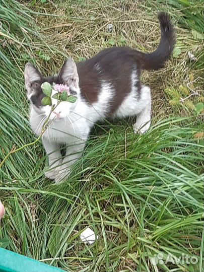 Кошки в добрые руки бесплатно